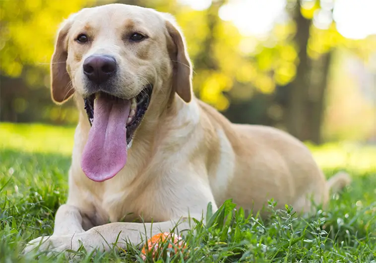 Labradorklubben varnar: ”En Labrador ska se ut som en hund som kan arbeta”
