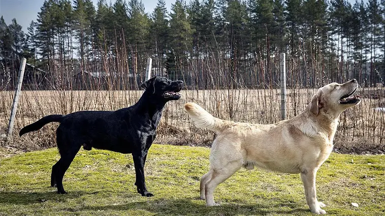 Labradorklubben varnar: ”En Labrador ska se ut som en hund som kan arbeta”