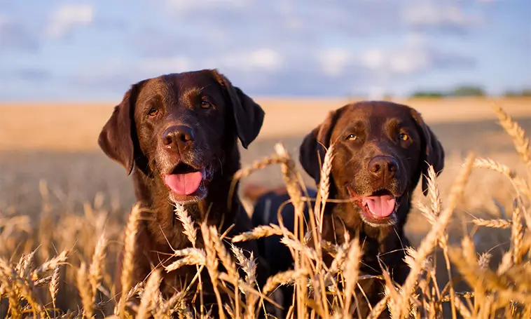 Labradorklubben varnar: ”En Labrador ska se ut som en hund som kan arbeta”