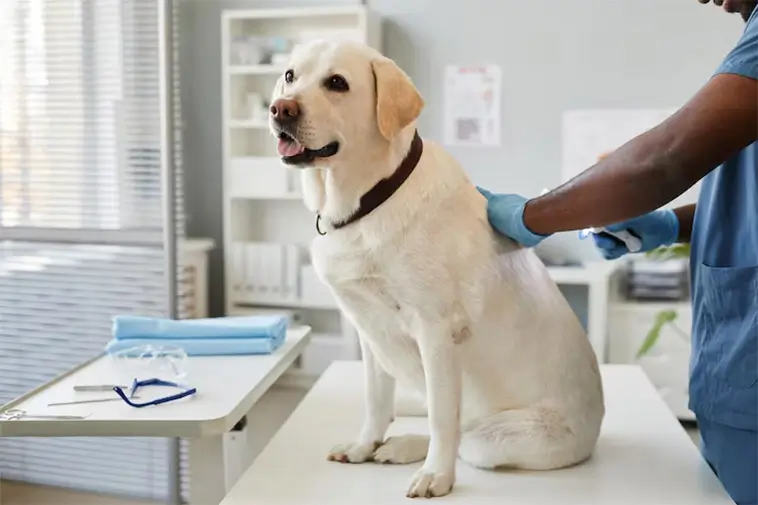 Labradorklubben varnar: ”En Labrador ska se ut som en hund som kan arbeta”