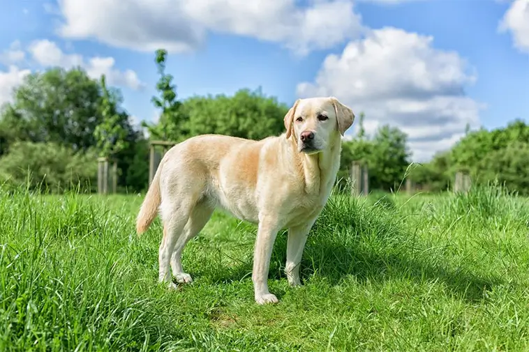 Labradorklubben varnar: ”En Labrador ska se ut som en hund som kan arbeta”