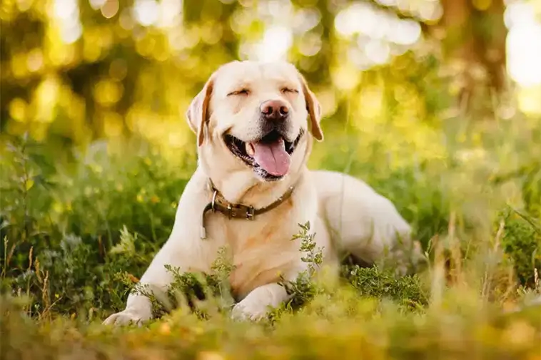 Labradorklubben varnar: ”En Labrador ska se ut som en hund som kan arbeta”