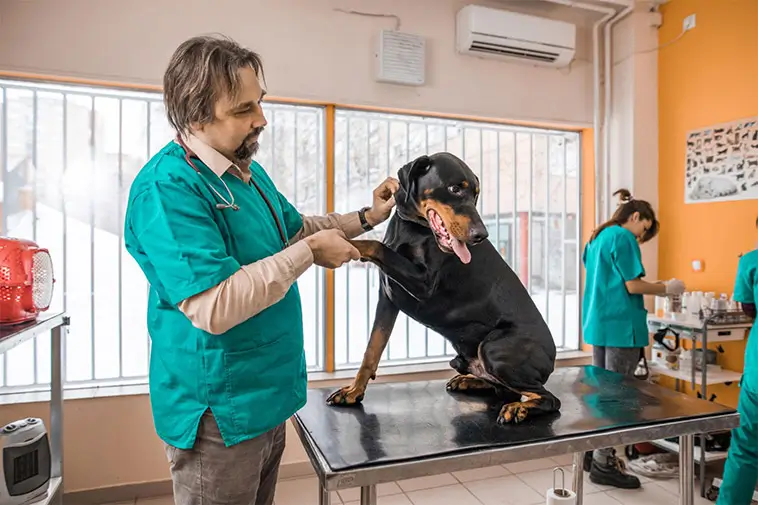 Okänt virus hittat hos sjuka Dobermann-hundar – forskare undersöker fyndet
