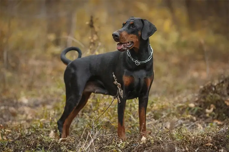 Okänt virus hittat hos sjuka Dobermann-hundar – forskare undersöker fyndet