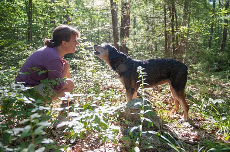Studie: Så påverkas hunden när du försöker lugna den