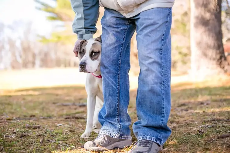 Studie: Så påverkas hunden när du försöker lugna den
