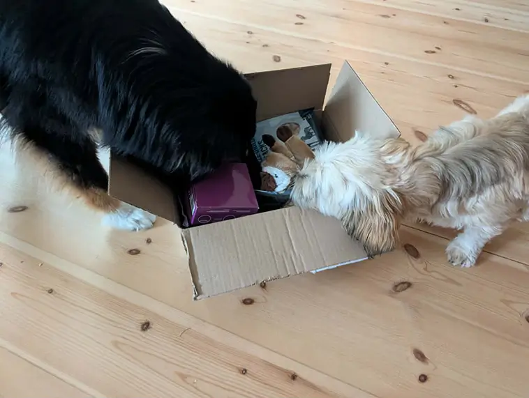 Greta och Zelda testar Tassboxen – en klar favorit