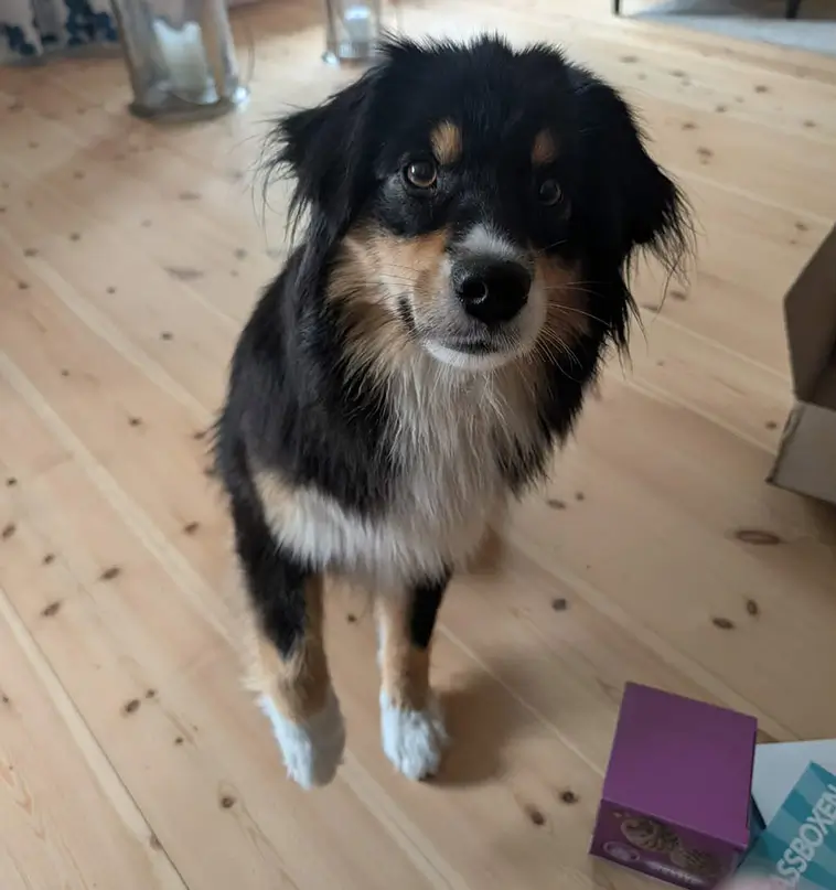 Greta och Zelda testar Tassboxen – en klar favorit