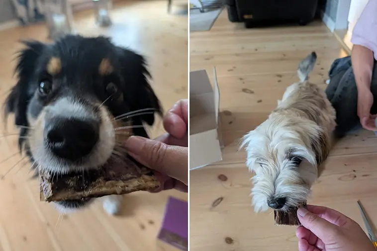 Greta och Zelda testar Tassboxen – en klar favorit