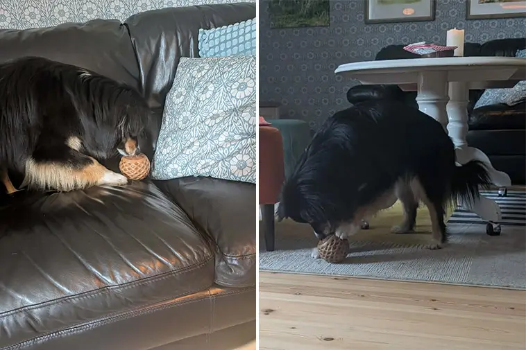 Greta och Zelda testar Tassboxen – en klar favorit