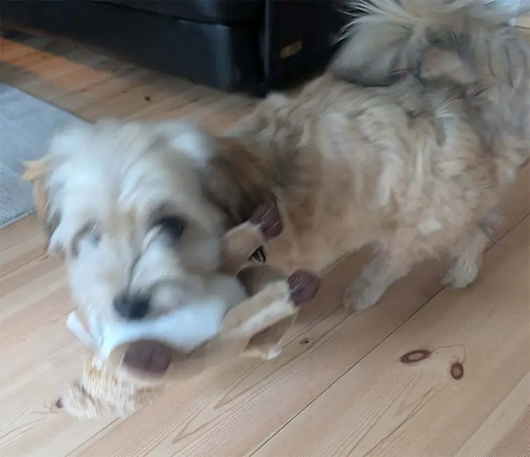 Greta och Zelda testar Tassboxen – en klar favorit