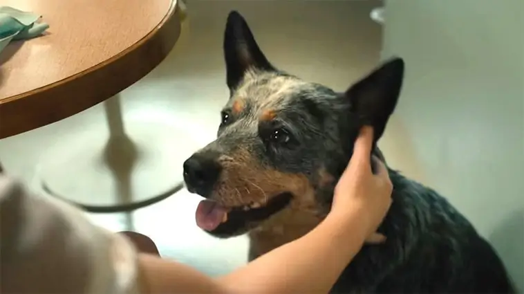 Warner Bros AI-hund väcker ilska inför filmpremiär