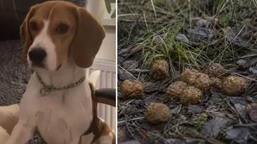 Beaglen Folke dog efter mystisk förgiftning – åt 20 köttbullar