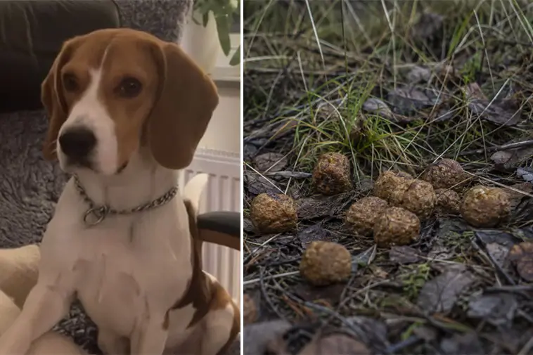 Beaglen Folke dog efter mystisk förgiftning – åt 20 köttbullar