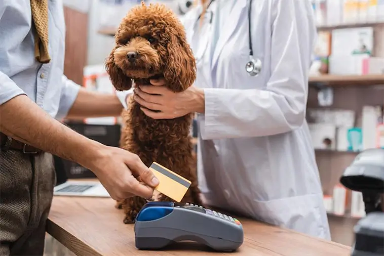Studie: Ekonomisk press får hundägare att dra ner på hjälpen
