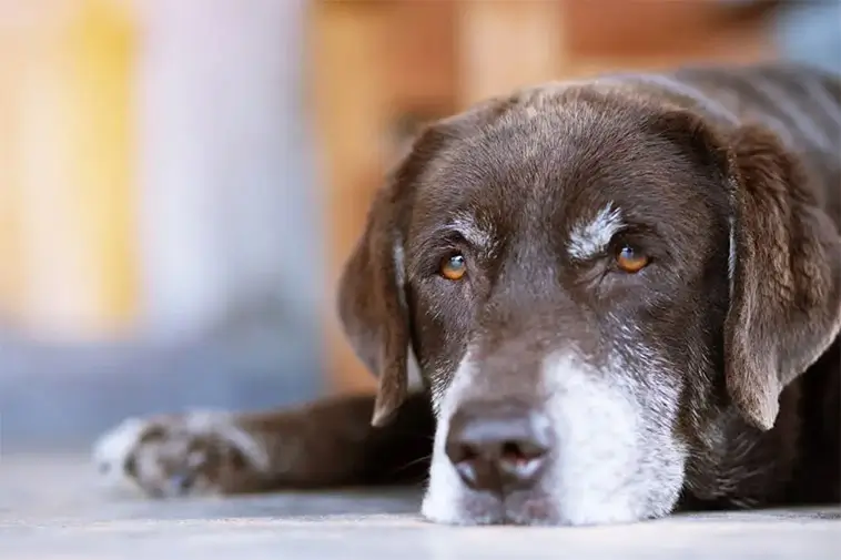 Nya tester kan avslöja hur snabbt din hund åldras