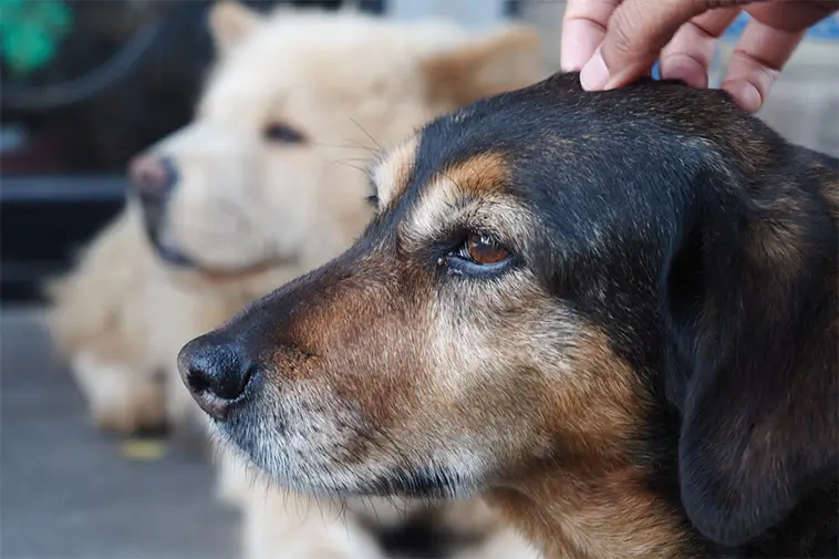 Nya tester kan avslöja hur snabbt din hund åldras