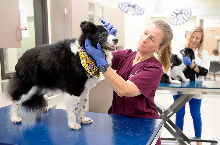 Nya tester kan avslöja hur snabbt din hund åldras