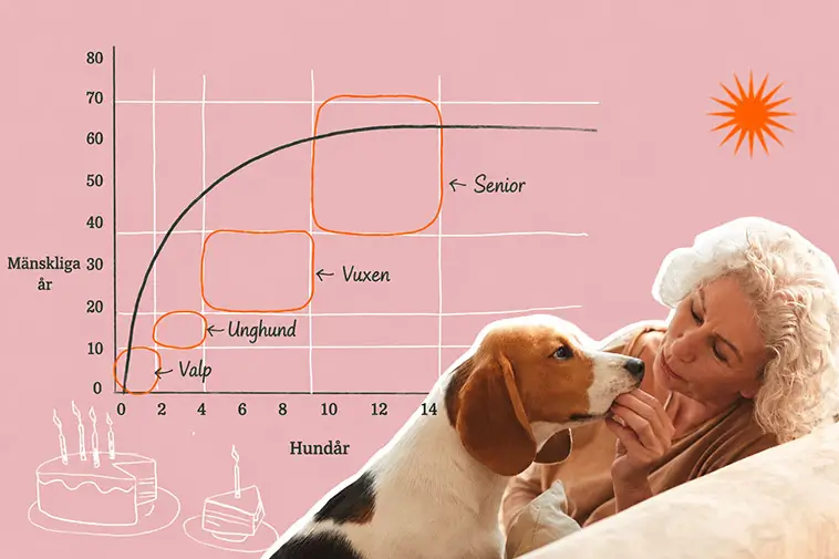 Nya tester kan avslöja hur snabbt din hund åldras