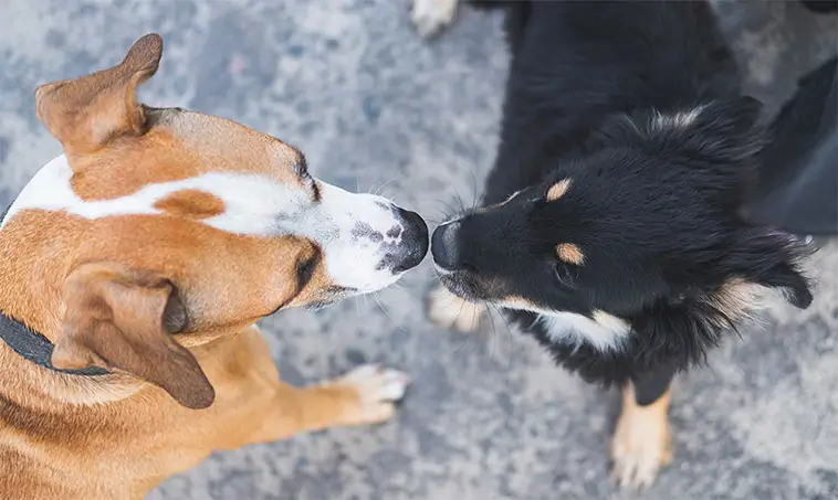 Måste hundvalpen verkligen hälsa på alla den möter?