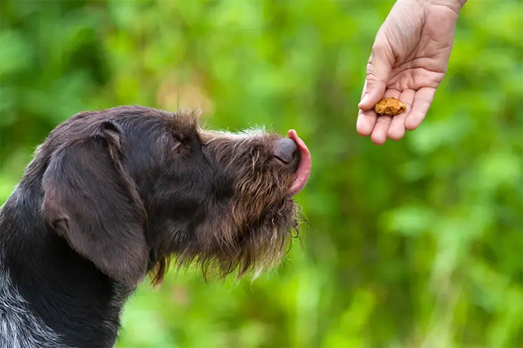 Måste hundvalpen verkligen hälsa på alla den möter?