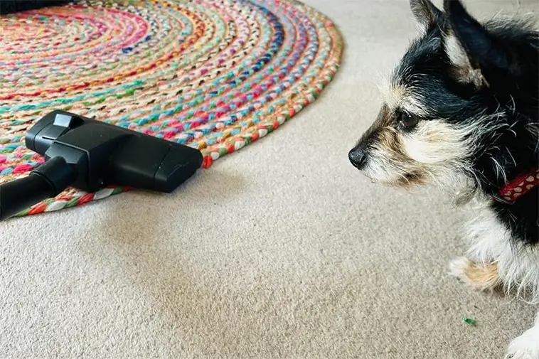 Är hunden rädd för dammsugaren? Gör inte det här misstaget