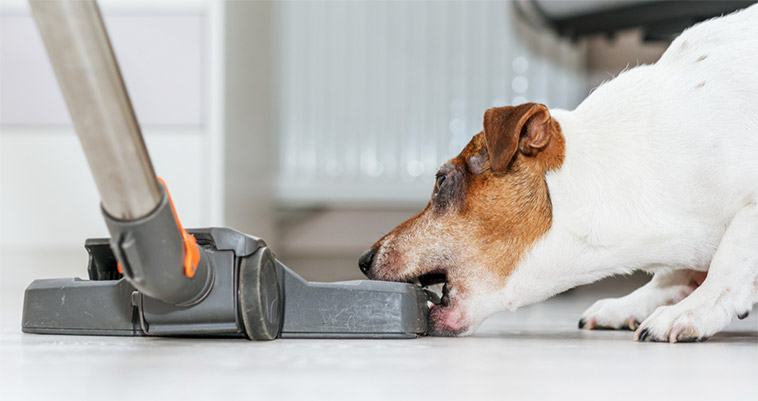 Är hunden rädd för dammsugaren? Gör inte det här misstaget