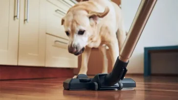 Är hunden rädd för dammsugaren? Gör inte det här misstaget