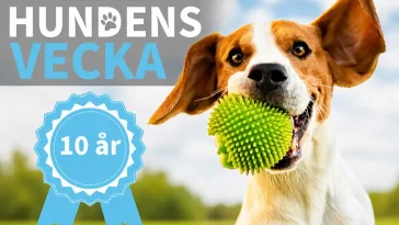 Hundens vecka firar 10 år – över 100 aktiviteter runt om i Sverige