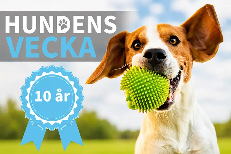 Hundens vecka firar 10 år – över 100 aktiviteter runt om i Sverige