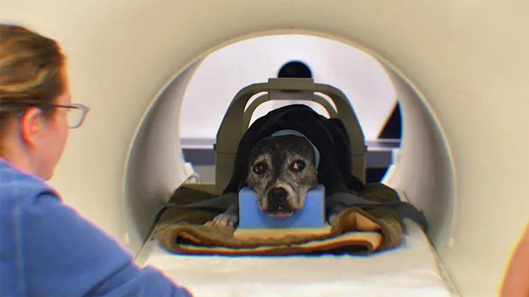Hundstudie banade väg för ny behandling mot hjärncancer hos barn