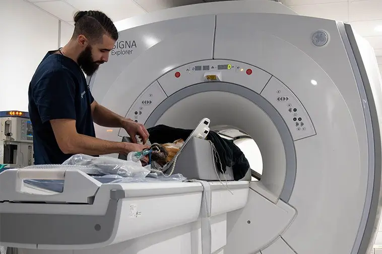 Hundstudie banade väg för ny behandling mot hjärncancer hos barn