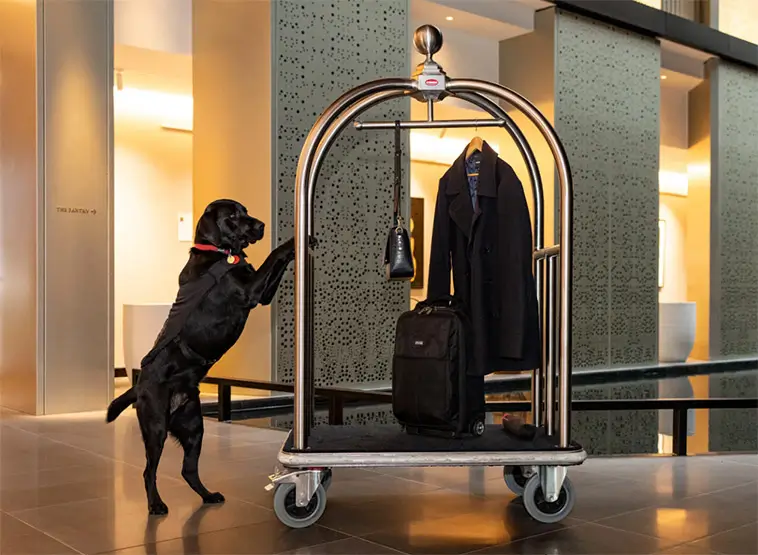 8 hundvänliga hotell i Malmö – här är hunden välkommen