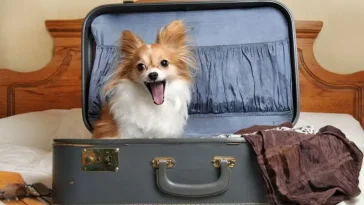 8 hundvänliga hotell i Malmö – här är hunden välkommen