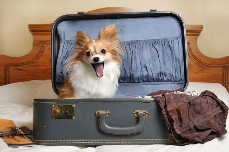 8 hundvänliga hotell i Malmö – här är hunden välkommen