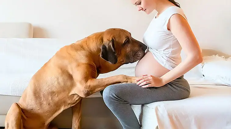 Hunden kan märka graviditeten innan du själv gör det