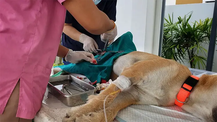 Därför kan kastration skydda hunden mot cancer