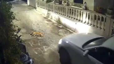 Körde över sovande hund – kan få tio års fängelse