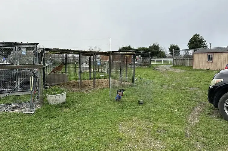 Över 700 djur saknas – massgrav hittad vid hundhem