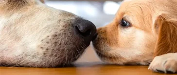 Minns hunden sin mamma efter flera år? Forskningen ger svar