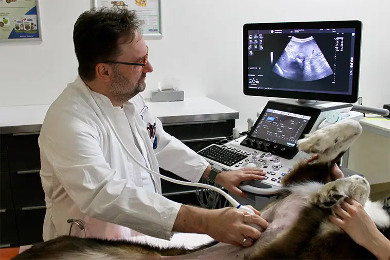 Ny metod kan behandla skelettcancer hos hundar utan kirurgi
