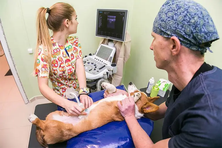 Ny metod kan behandla skelettcancer hos hundar utan kirurgi