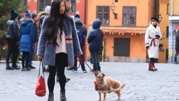 Här är de 10 populäraste hundraserna i Stockholm