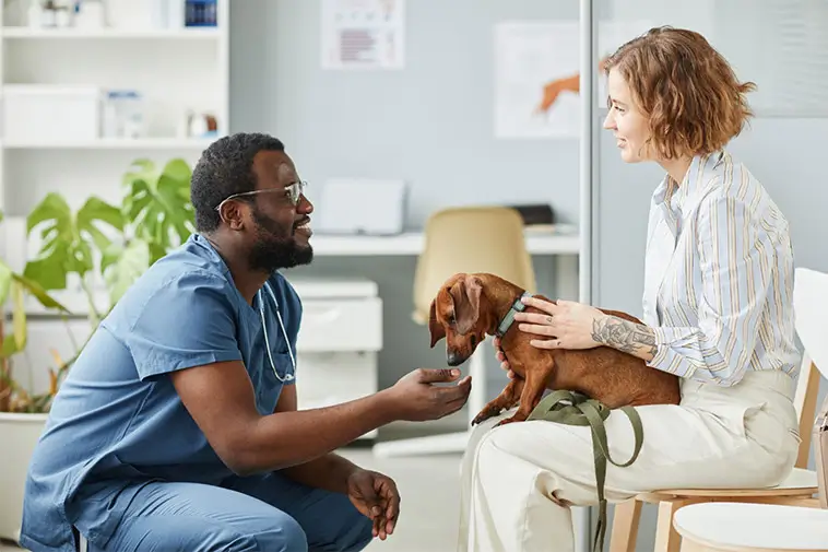 Pressad veterinärkår – var fjärde överväger att sluta