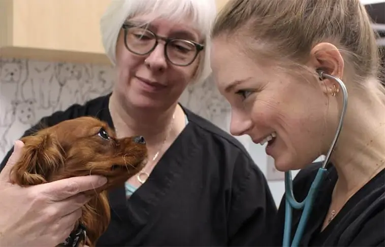 Pressad veterinärkår – var fjärde överväger att sluta