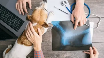 Pressad veterinärkår – var fjärde överväger att sluta