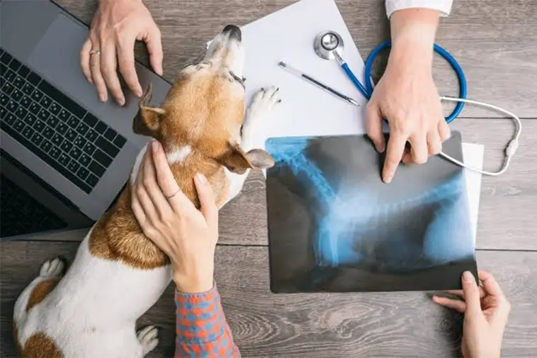 Pressad veterinärkår – var fjärde överväger att sluta