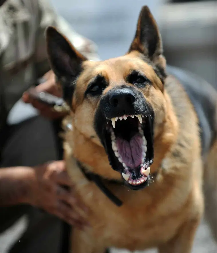 Så gör du om en hund blir aggressiv – 10 råd som kan göra stor skillnad
