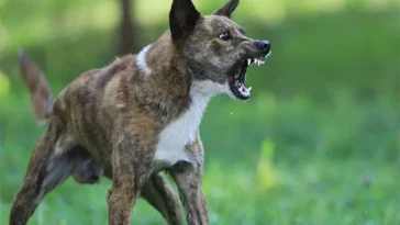 Så gör du om en hund blir aggressiv – 10 råd som kan göra stor skillnad