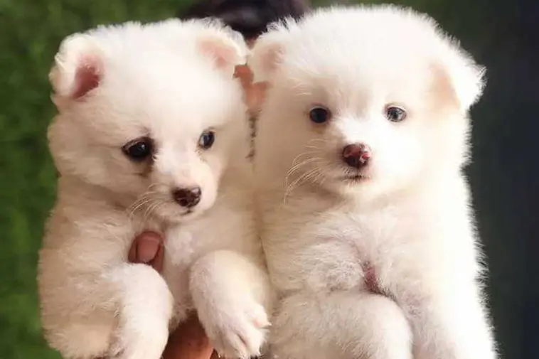 Sålde sjuka Pomeranian-valpar till 14 köpare – nu döms mannen